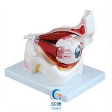 2019年醫(yī)藥教學(xué)器材市場(chǎng)價(jià)格分析與報(bào)價(jià)指南