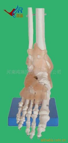 醫(yī)藥教學(xué)器材 醫(yī)學(xué)模型廠家供應(yīng)自然大腳關(guān)節(jié)帶韌帶模型，助力精準教學(xué)
